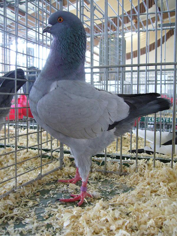 Bezirksschau Luebbecke 366.jpg - Deutsche Modeneser Schietti blau von Katja Struckmeier Preis V 97 ASP